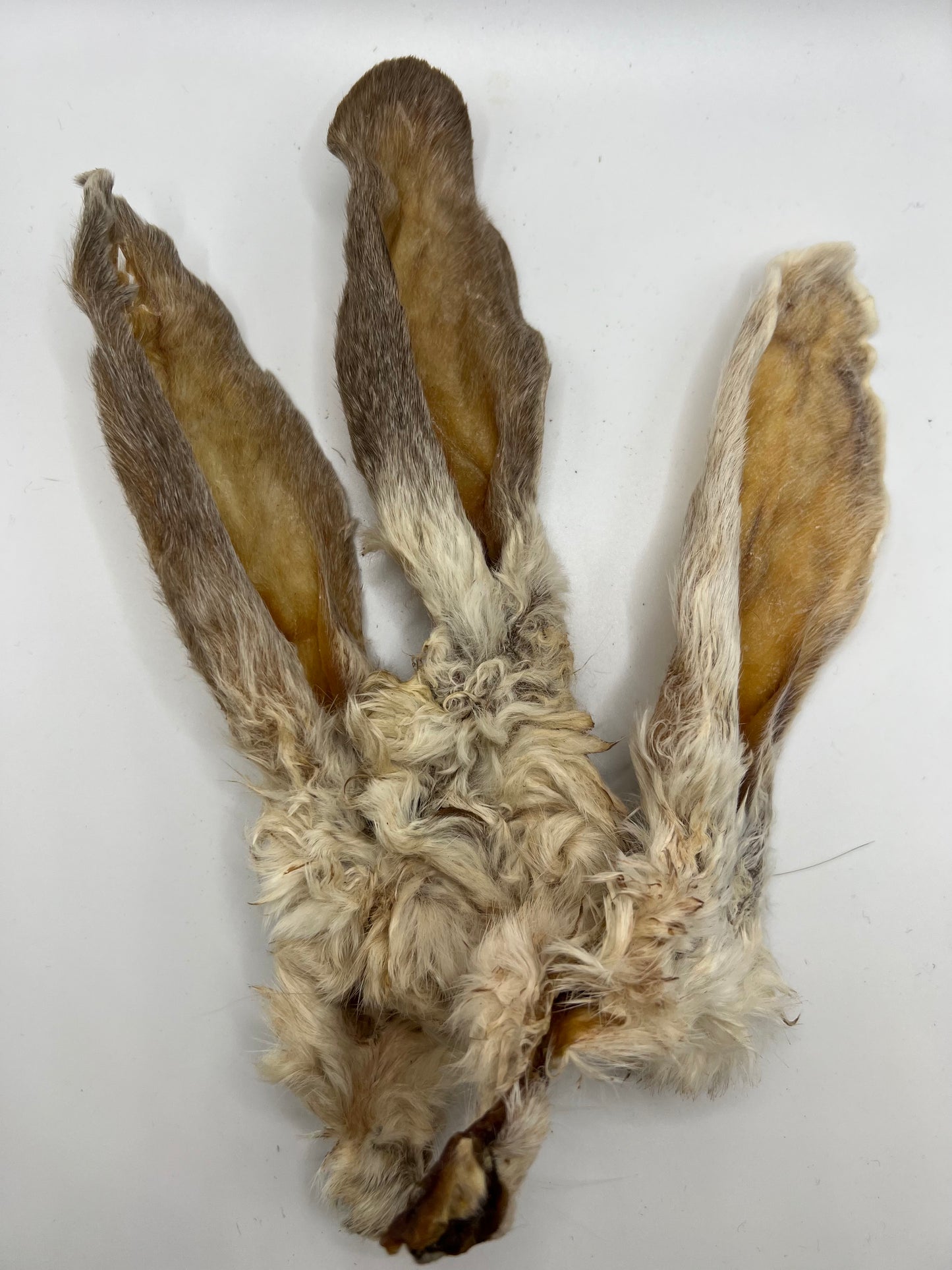 Oreilles de Lapin poilu