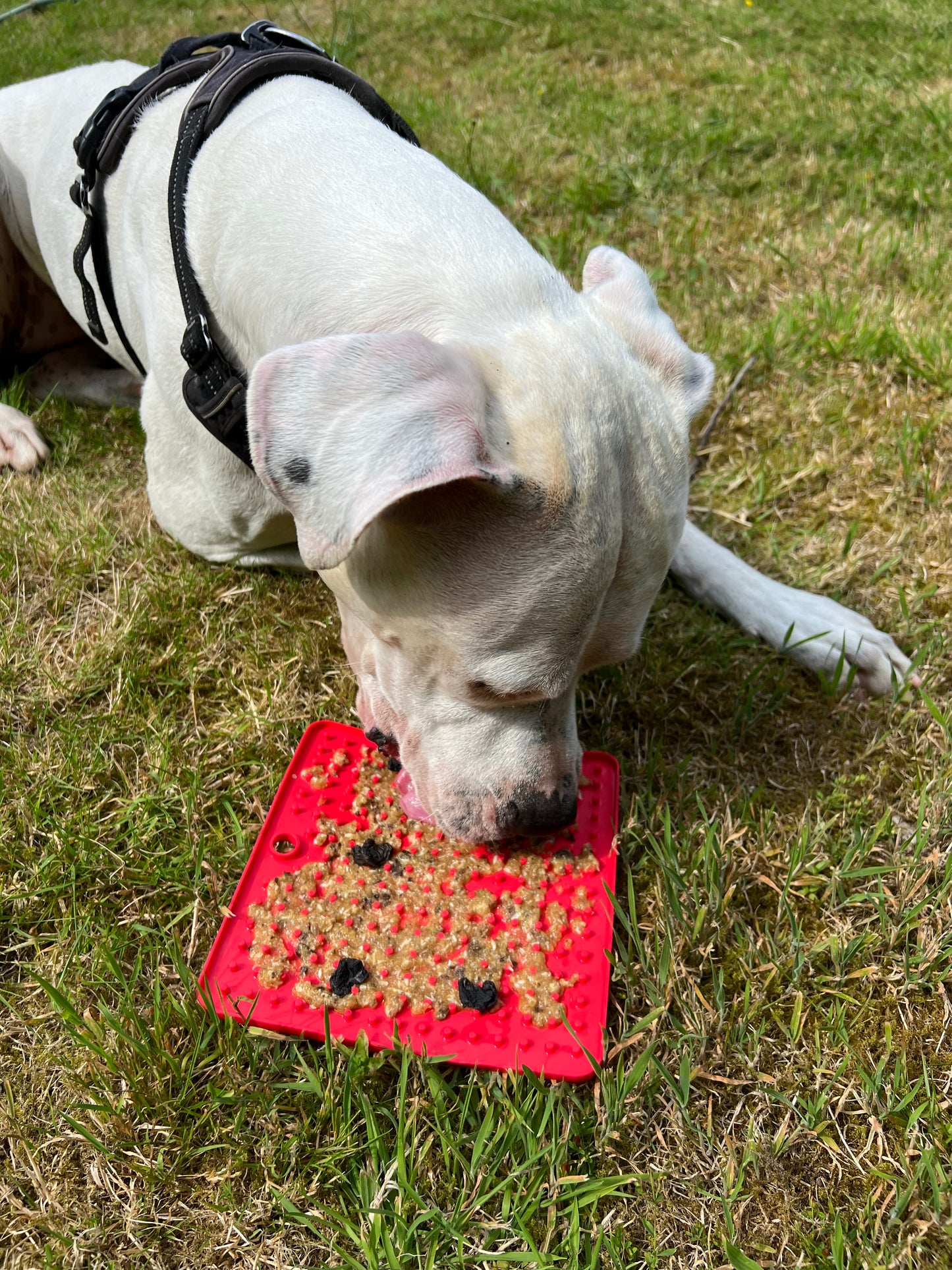 Garniture pour Tapis de léchage ( Cheval, Volailles, Dinde, Kangourou, Boeuf )