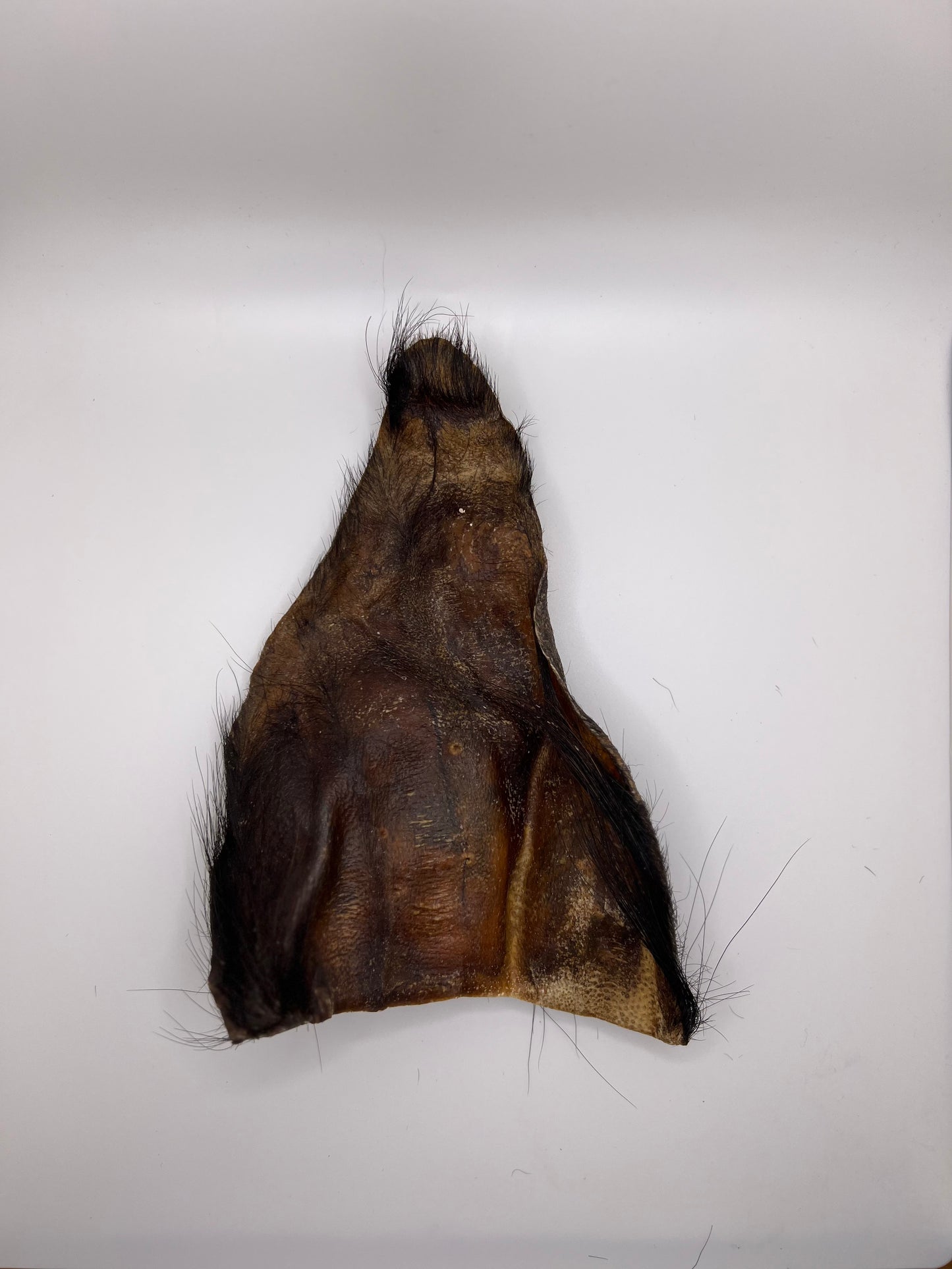 Oreille de Boeuf Poilu